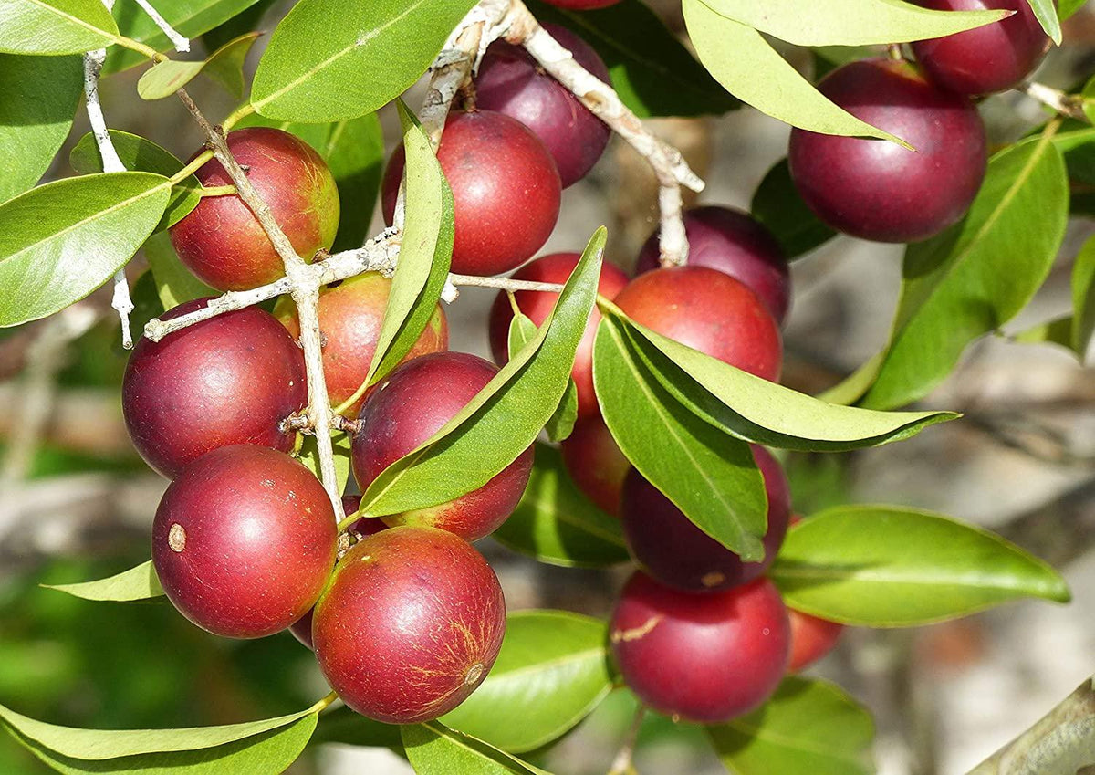 Organic Camu Camu Powder, 16 Pounds - Non-GMO, Kosher, Raw, Vegan Superfood, Bulk, Non-Irradiated, Pure, Great for Baking, Drinks and Smoothies, Rich in Vitamin C and Antioxidants